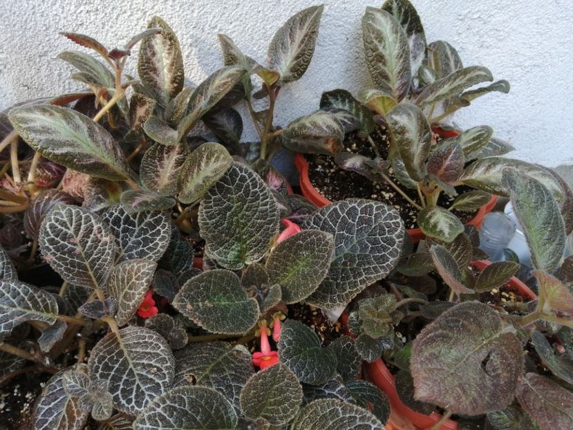  - Episcia