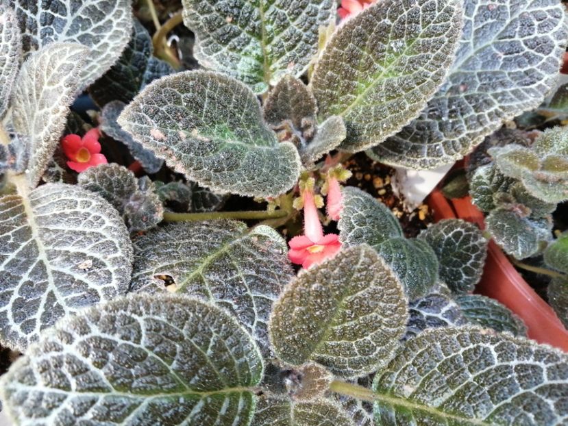  - Episcia