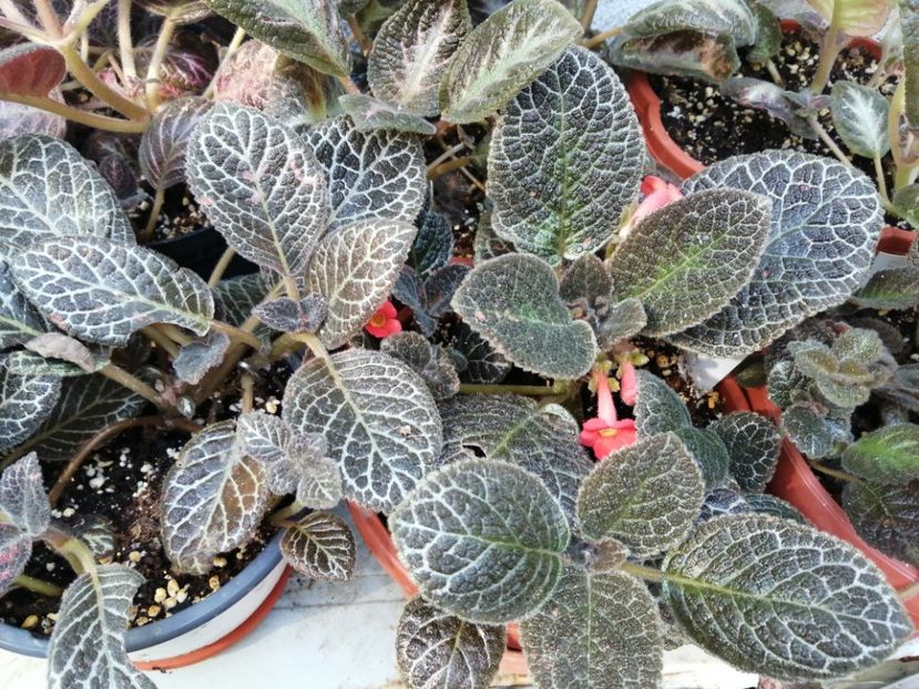  - Episcia