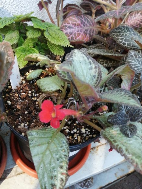  - Episcia