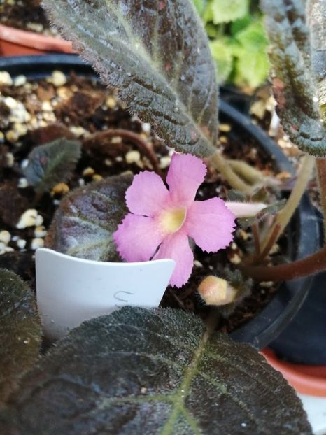  - Episcia