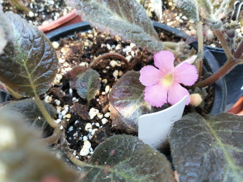  - Episcia