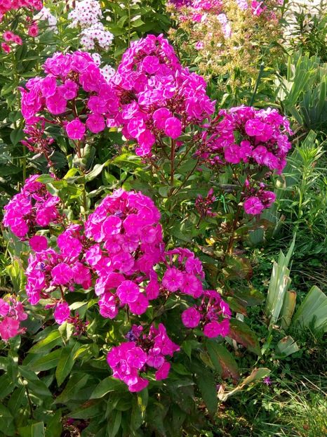  - 0- PHLOX - ECHINACEA- RUDBECKIA- si alte perene