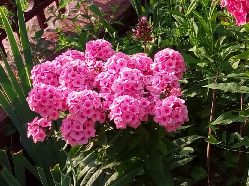  - 0- PHLOX - ECHINACEA- RUDBECKIA- si alte perene