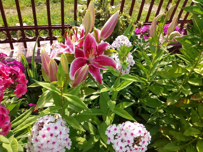  - 0- PHLOX - ECHINACEA- RUDBECKIA- si alte perene