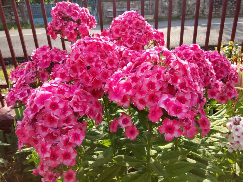 Fireworks - 0- PHLOX - ECHINACEA- RUDBECKIA- si alte perene