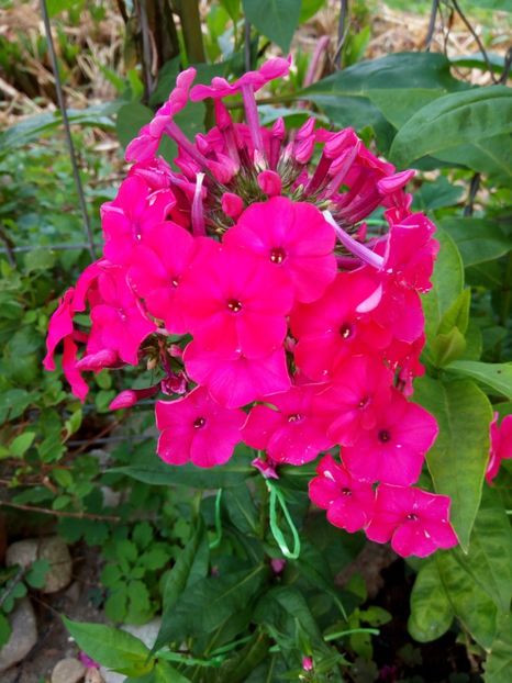  - 0- PHLOX - ECHINACEA- RUDBECKIA- si alte perene