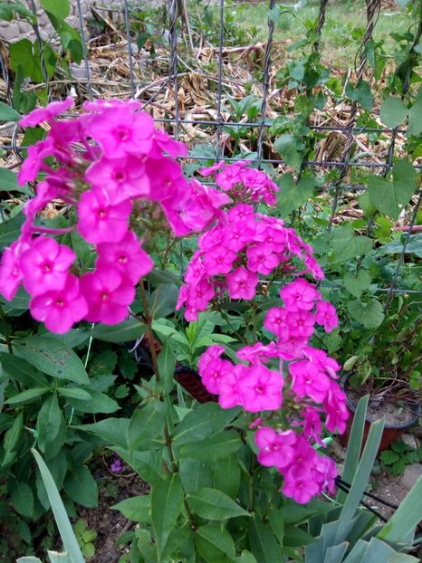  - 0- PHLOX - ECHINACEA- RUDBECKIA- si alte perene