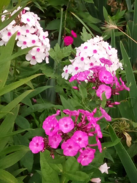  - 0- PHLOX - ECHINACEA- RUDBECKIA- si alte perene