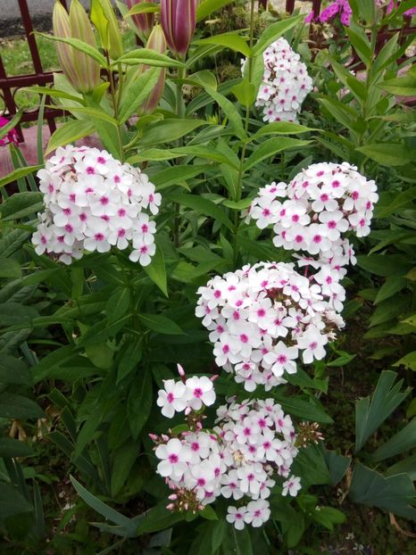 Adessa white eyes - 0- PHLOX - ECHINACEA- RUDBECKIA- si alte perene