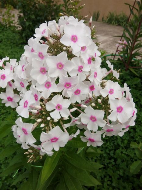 Graf Zeppelin - 0- PHLOX - ECHINACEA- RUDBECKIA- si alte perene