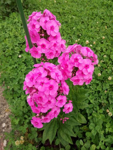  - 0- PHLOX - ECHINACEA- RUDBECKIA- si alte perene