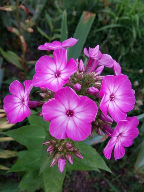  - 0- PHLOX - ECHINACEA- RUDBECKIA- si alte perene