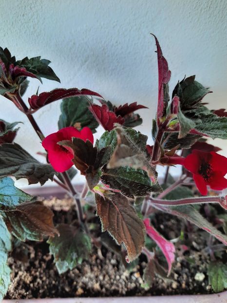  - Weinrot Elfe