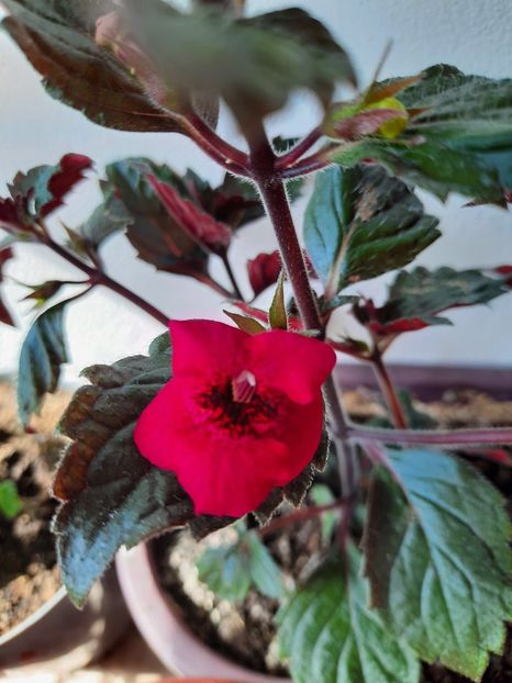  - Weinrot Elfe