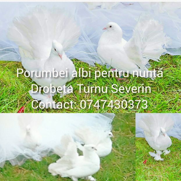 Porumbei albi Mehedinți - Porumbei pentru nuntă Drobeta Turnu Severin Mehedinți