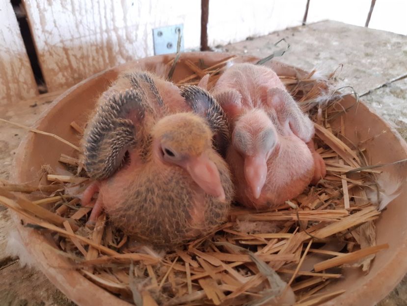  - 05 PUI TEXANI 2020