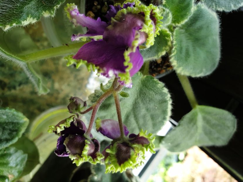  - LE Nochnoe Randevu