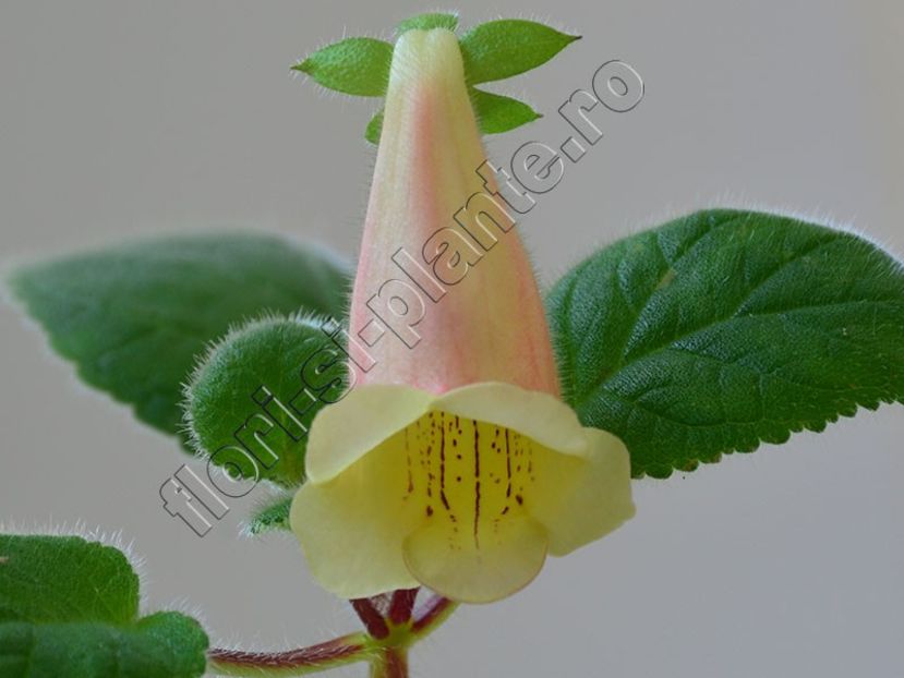 Sinningia Luci s Exotic Juice - GLOXINIA-SINNINGIA _COLECTIA 2020_2024