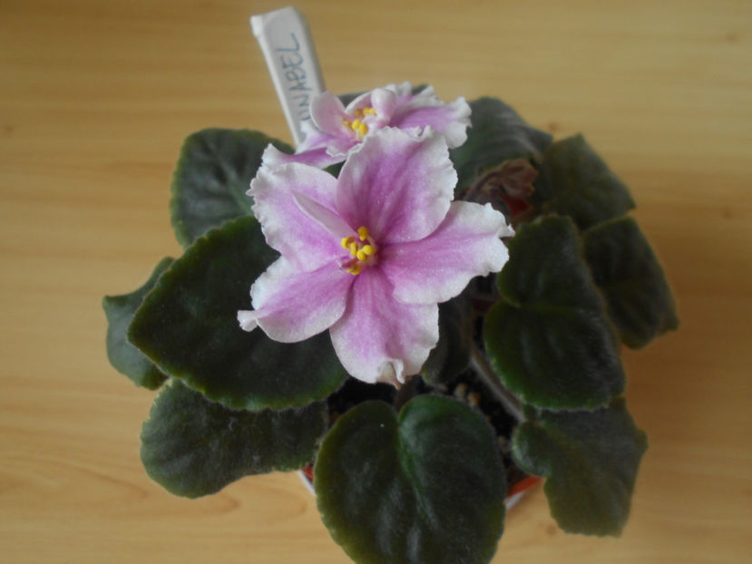 RS Annabel - 02___VIOLETE AFRICANE