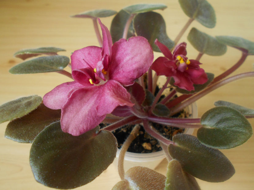 NK Love Story - 02___VIOLETE AFRICANE