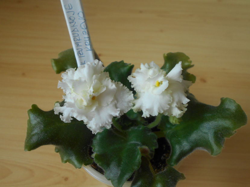  - EK Izumrudnoje Kruzevo