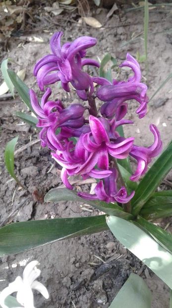 received_577422729647597 - Floricele