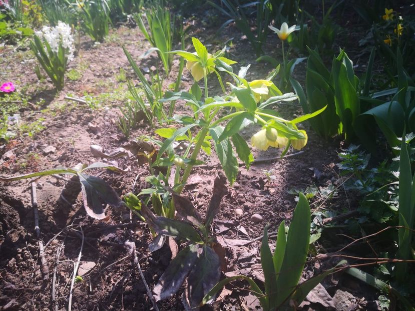 received_208671933720488 - Floricele