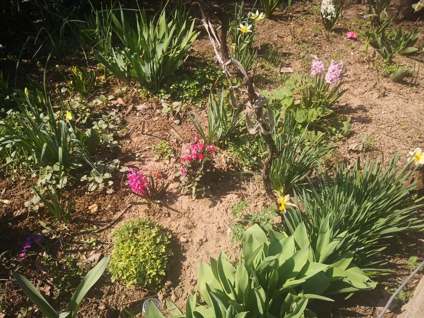 received_2877840838930335 - Floricele
