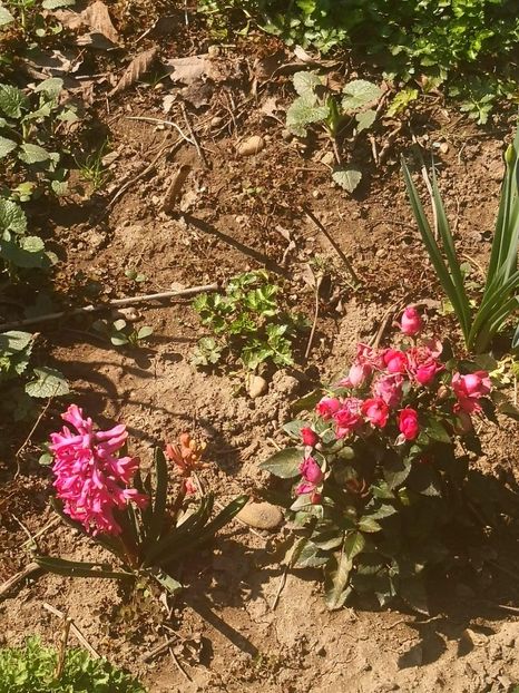 received_521293761864765 - Floricele