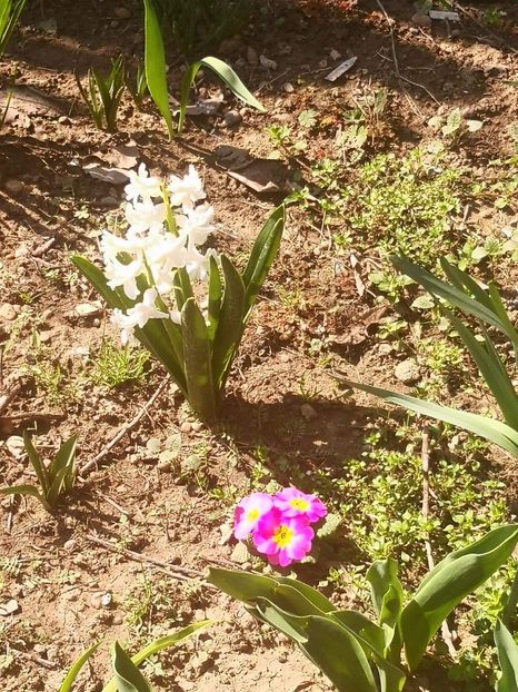 received_211918746565542 - Floricele