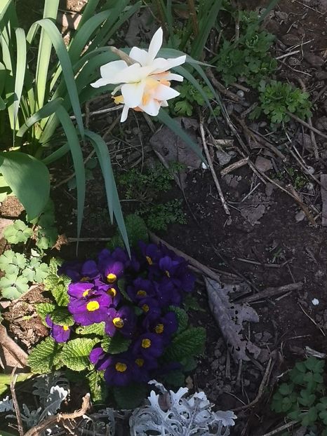 received_666230770585548 - Floricele