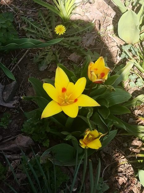 received_2546897325579017 - Floricele