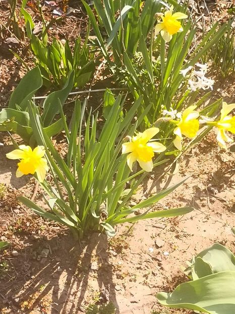 received_291190761869044 - Floricele