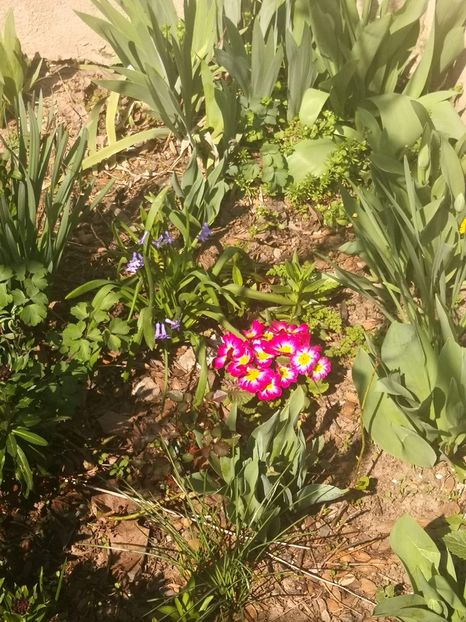 received_915311978928305 - Floricele