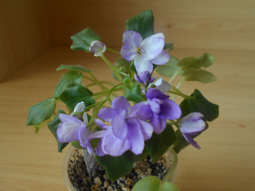  - Rob s Humty Doo sport