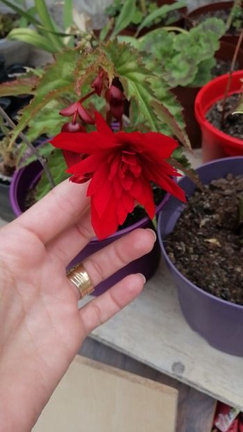 IMG-20200707-WA0011 - Floricele