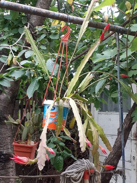 IMG-20200611-WA0006 - Floricele