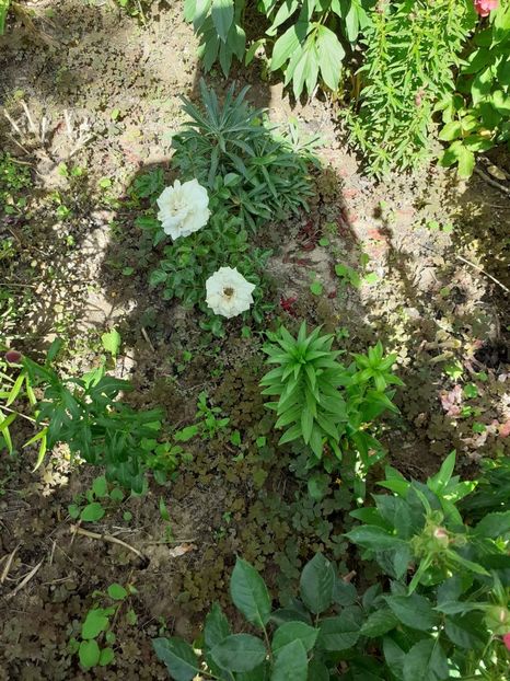 IMG-20200604-WA0015 - Floricele