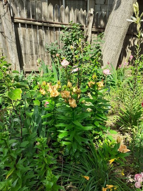 IMG-20200604-WA0009 - Floricele