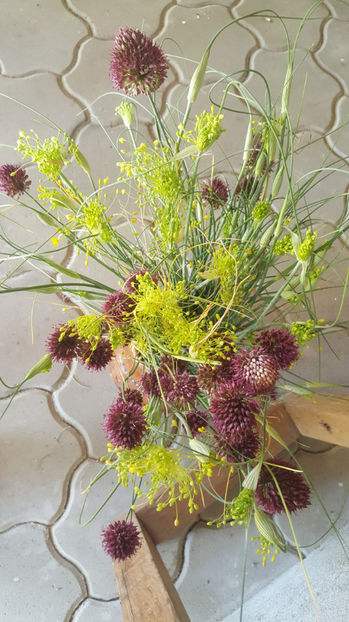 allium flavum-allium sphaerocephalon - Gradina si terasa PrimaLuce_5-Flori si buchete