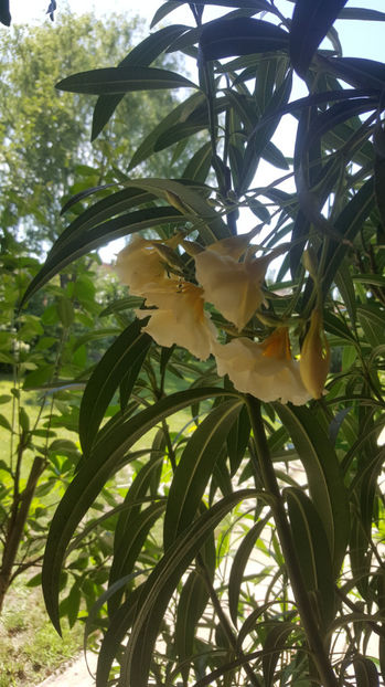 nerium oleander cream - Gradina si terasa PrimaLuce_7-Hello 2020