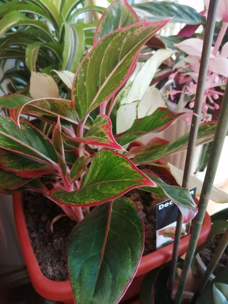  - Aglaonema