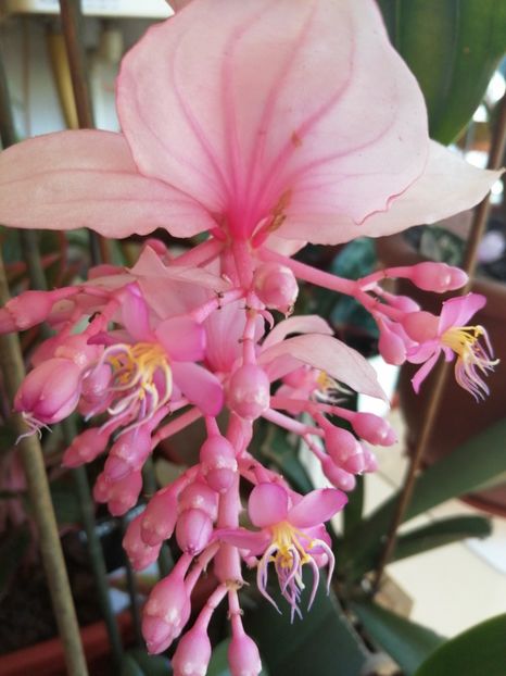  - Medinilla Magnifica