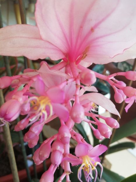  - Medinilla Magnifica