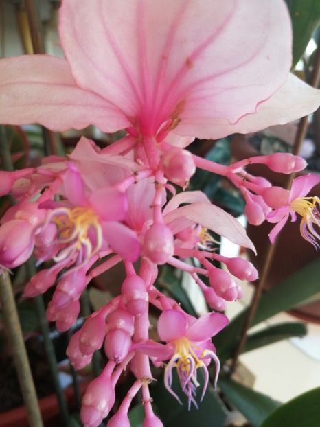  - Medinilla Magnifica