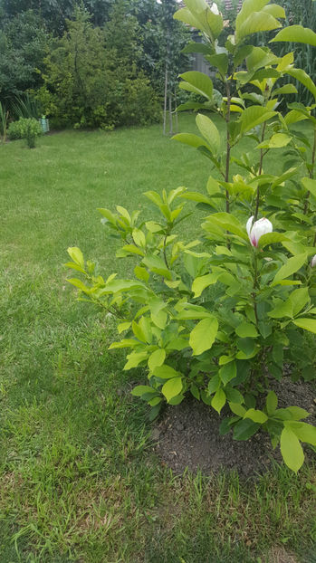 Magnolia x soulangeana - Gradina si terasa PrimaLuce_7-Hello 2020