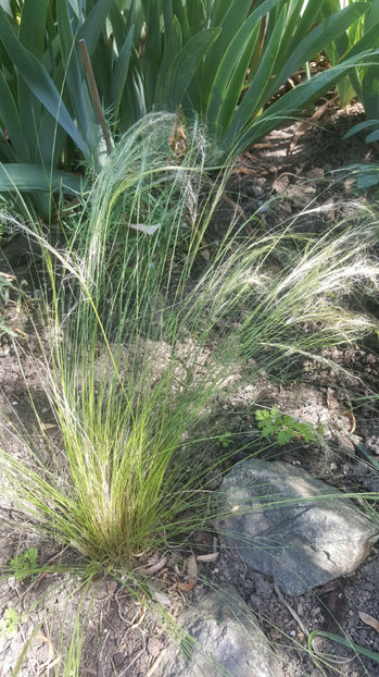 stipa capillata hybr, - Gradina si terasa PrimaLuce_7-Hello 2020