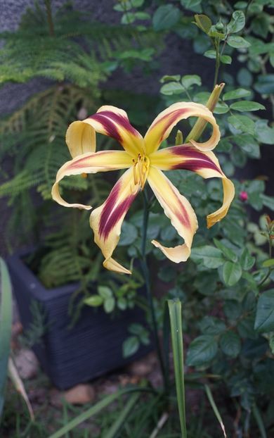  - Hemerocallis 2020- 2021- 2022