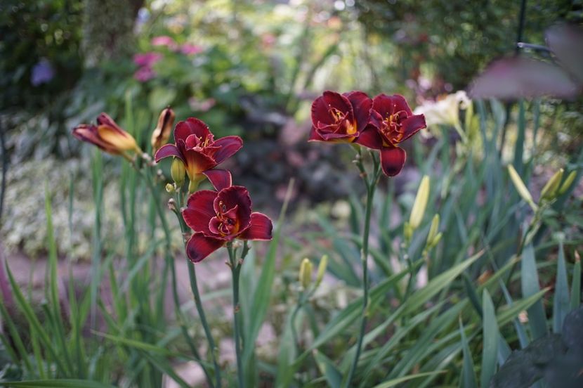 Night Embers - Hemerocallis 2020- 2021- 2022